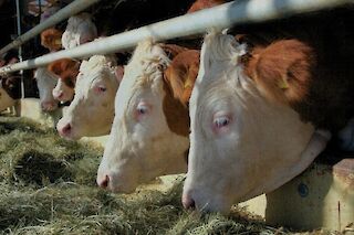 Der Lamplhof für ein starkes Bayern