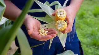 Düngemittel für das Futter